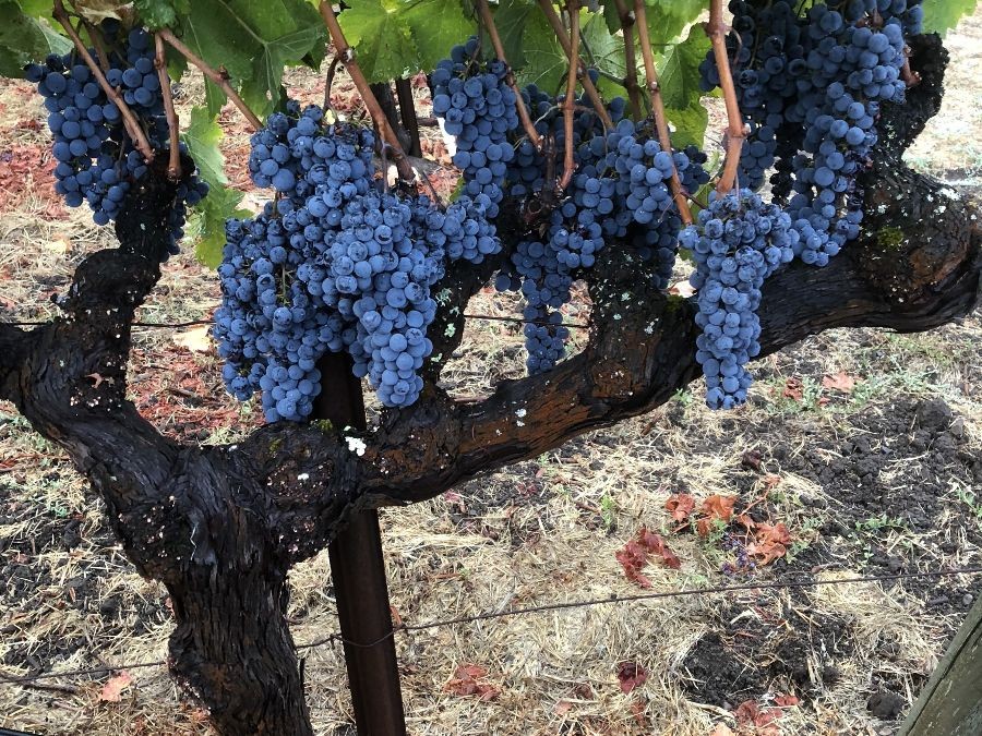 Bright purple grapes hanging from Neyers Vineyards Pump Block Vineyards