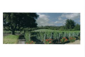 Our 2023 Pinot Noir ‘Placida’