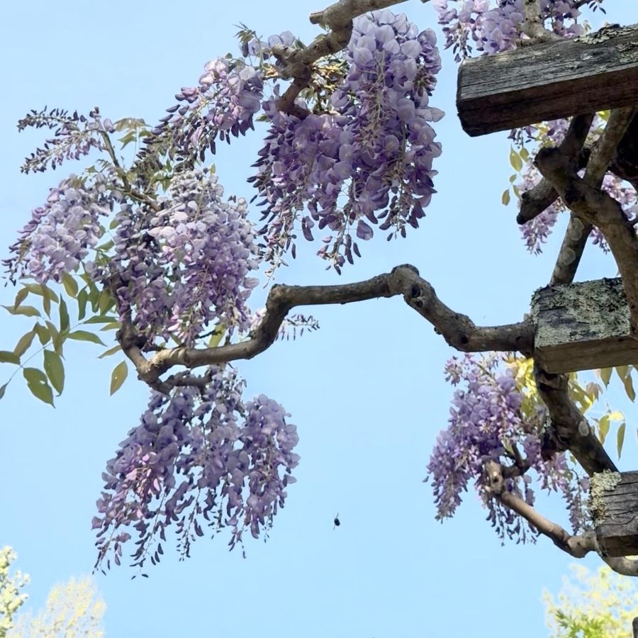 Hanging wisteria plants on a sunny day