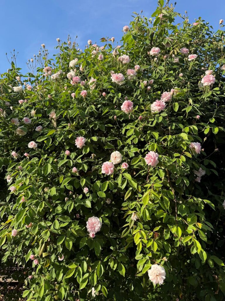 Roses