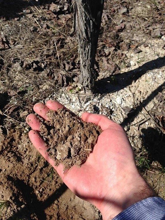 Gold Ridge Clay soil at Russian River Valley