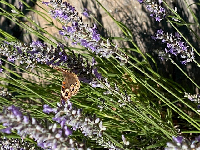 Lavender bushes with a Common Buckeye Butterfly