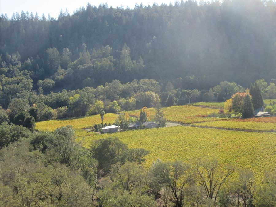 Neyers Vineyards Merlot and Cabernet Sauvignon vineyards